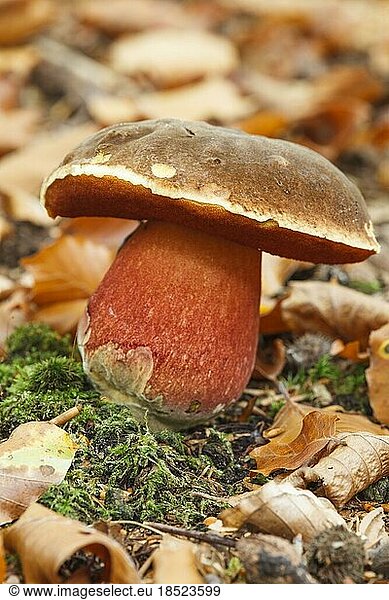 Dotted stem bolete (Boletus erythropus) in autumnal forest