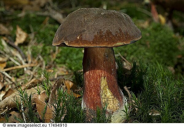 Dotted stem bolete (Boletus luridiformis)  growing in a clearing on the forest floor  North Rhine-Westphalia  Germany  Europe