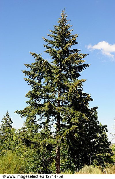 Douglas fir or Oregon pine (Pseudotsuga menziesii) is a coniferous tree native to western North America. This photo was taken in Serra da Estrela  Portugal.