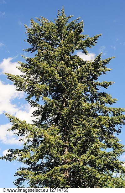 Douglas fir or Oregon pine (Pseudotsuga menziesii) is a coniferous tree native to western North America. This photo was taken in Serra da Estrela  Portugal.