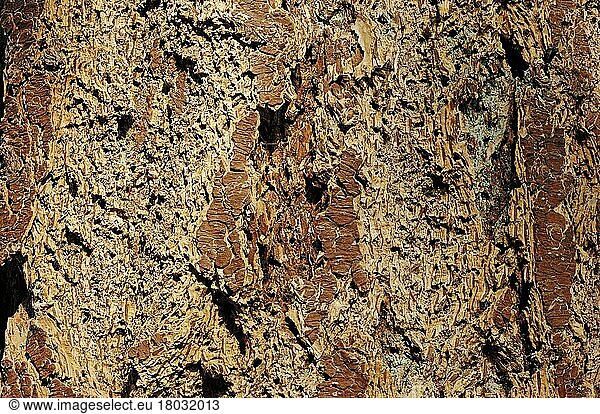 Douglas fir (Pseudotsuga menziesii)  bark