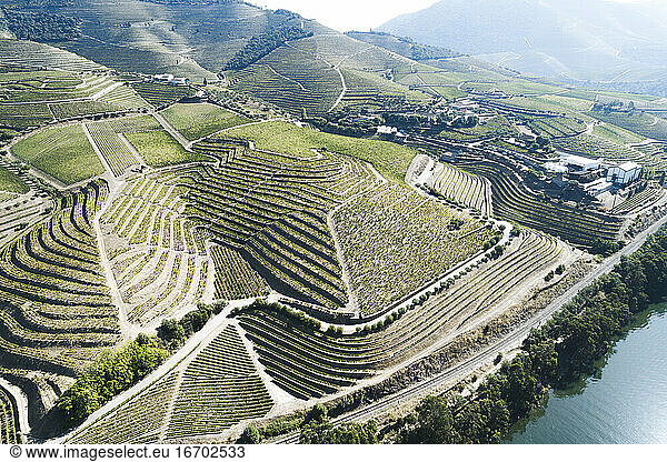Douro Vineyards from aerial view