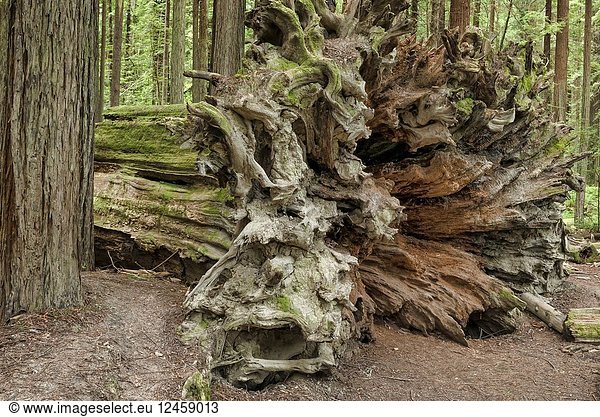 Down but not forgotten  an old fallen giant redwood (Sequoia sempervirens) continues to add beauty to the forest of the Avenue of Giants  Northern California  USA.