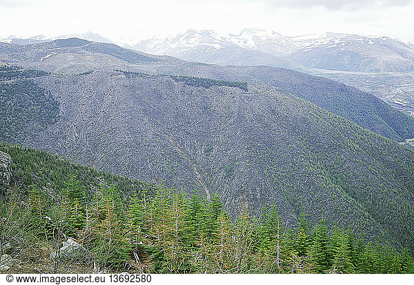 Downed trees at Mount Saint Helens National Volcanic Monument in June  1999.