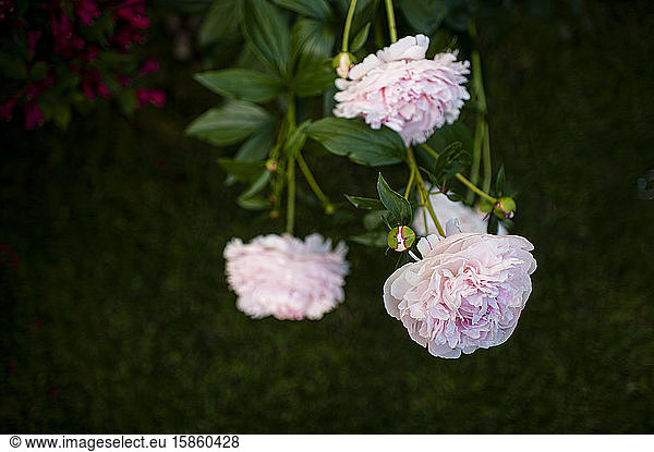 Downward view of pink peony flowers in bloom during memorial day