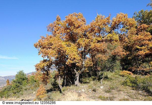 Downy oak or pubescent oak (Quercus pubescens or Quercus humilis) is a deciduous tree native to southern Europe and southwest Asia from Pyrenees to Turkey and Caucasus. This photo was taken in Alt Urgell Lleida province Catalonia Spain.