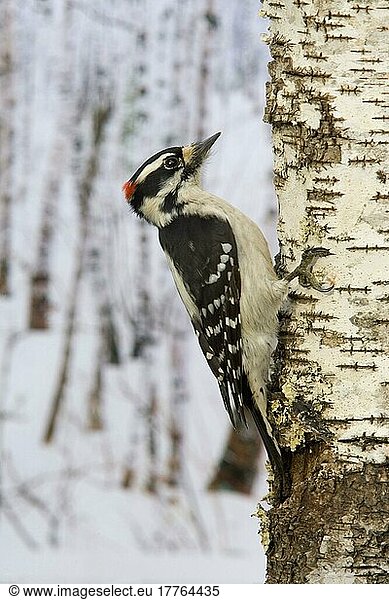 Downy Woodpecker (Picoides pubescens)  erwachsener Mann  im Schnee am Birkenstamm festhaltend (U.) S. A. Winter