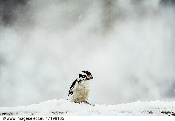 Downy Woodpecker Sitting on a Snow Covered Branch on a Wintry Day