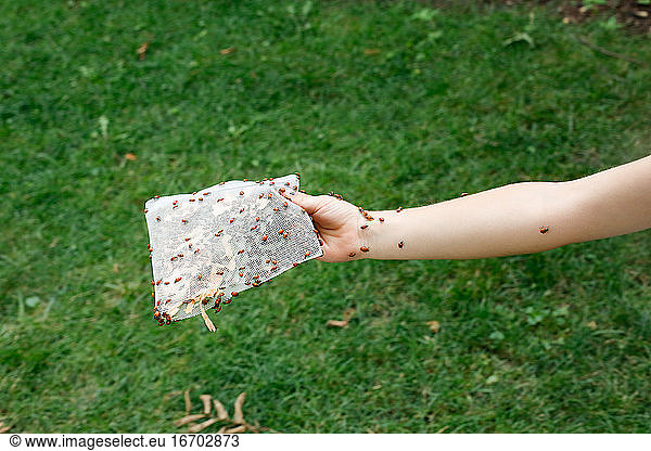 Dozens of ladybugs on a child's arm