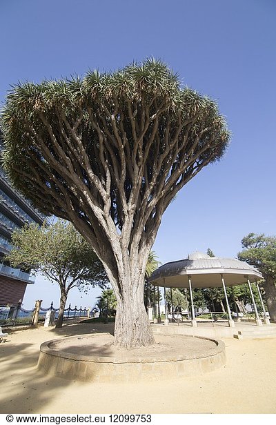 Dracaena draco Botanical garden in Cadiz Andalusia, Spain on Octo, 2017