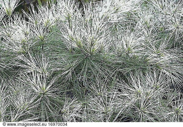 Drachenauge Japanische Rotkiefer (Pinus densiflora 'Oculus Draconis'). Wird auch Drachenauge-Kiefer genannt.