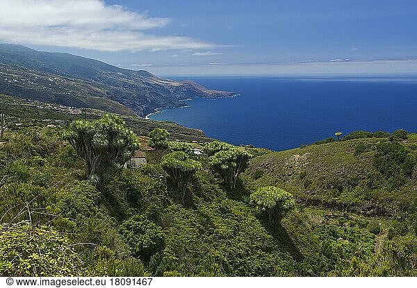 Drachenbäume an der Nordküste von La Palma  Kanarische Inseln  Spanien  Europa