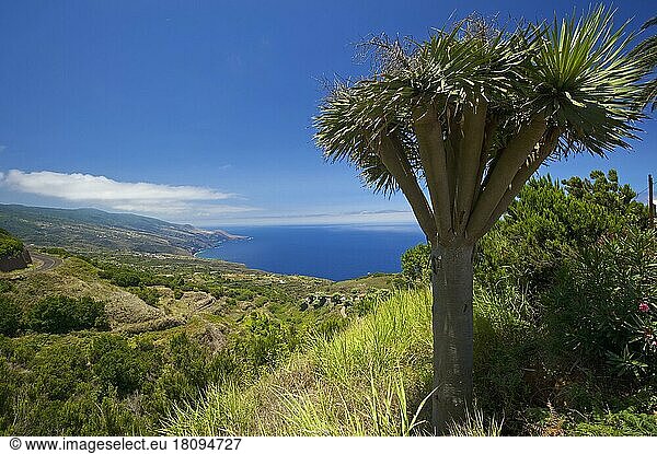 Drachenbäume an der Nordküste von La Palma  Kanarische Inseln  Spanien  Europa