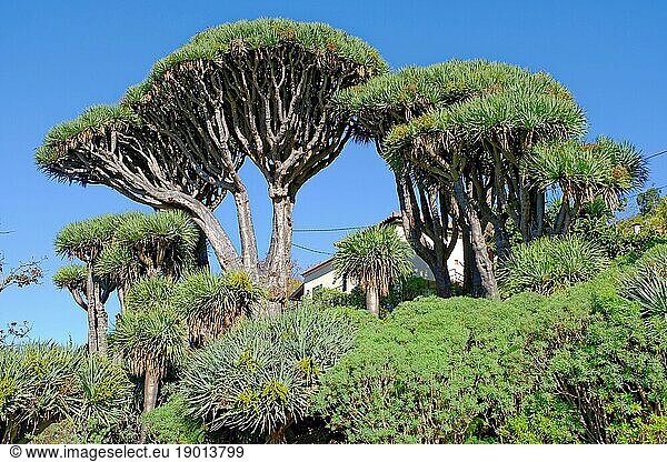 Drachenbäume (Dracaena draco) endemische Art in Makaronesien  Garten  Nucleo dos Dragoeiros Funchal  Madeira