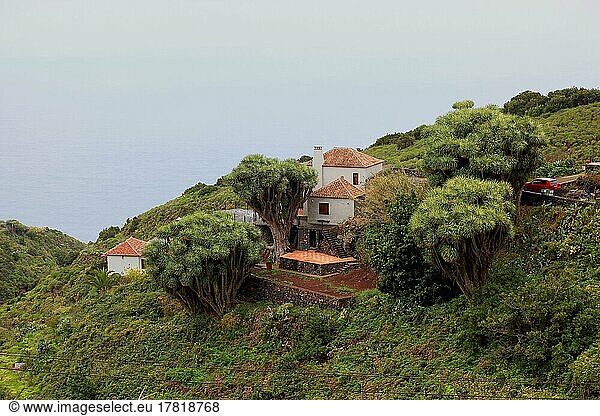 Drachenbäume  Dragos im Ort La Tosca  La Palma  Kanarische Insel  Spanien  Europa