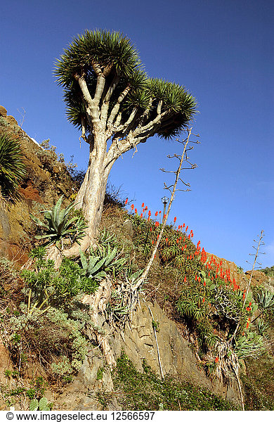 Drachenbaum, Anaga-Gebirge, Teneriffa, 2007.