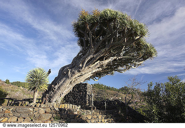 Drachenbaum,  La Palma,  Kanarische Inseln,  Spanien,  2009.
