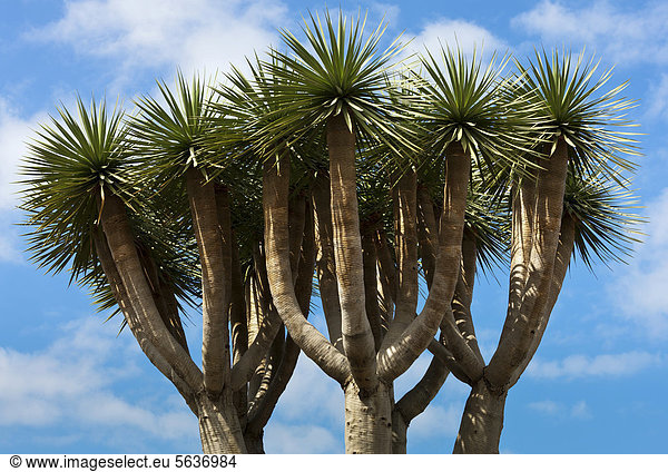 Drachenbaum (Dracaena draco), Baumkrone, Teneriffa, Kanaren, Spanien, Europa
