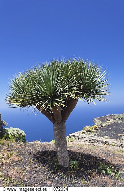 Drachenbaum (Dracaena draco) am Mirador de la Pena,  El Hierro,  Kanarische Inseln,  Spanien,  Europa
