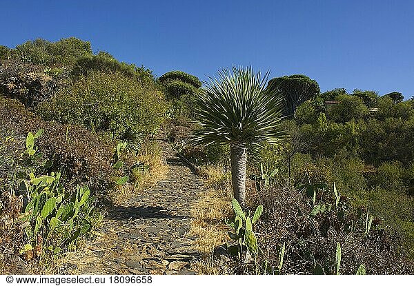 Drachenbaum an der Nordküste  La Palma  Kanarische Inseln  Spanien  Europa