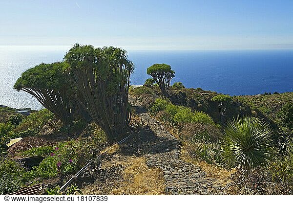 Drachenbaum an der Nordküste  La Palma  Kanarische Inseln  Spanien  Europa