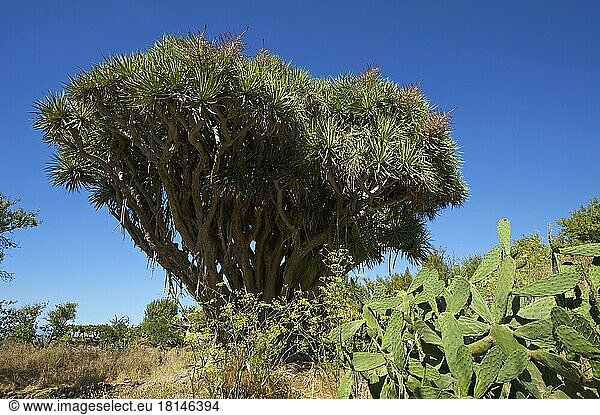 Drachenbaum an der Nordküste  La Palma  Kanarische Inseln  Spanien  Europa