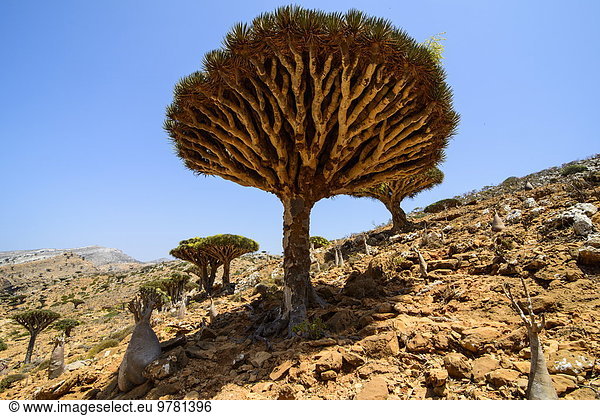Drachenbaum dracaena Baum Wald Naher Osten UNESCO-Welterbe Drache Jemen