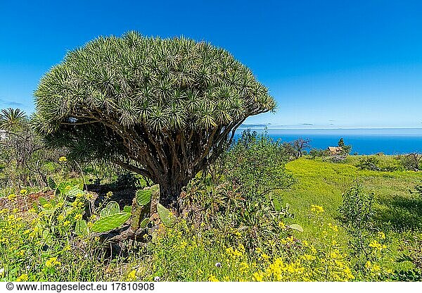 Drachenbaum (Dracaena) bei Las Tricias  Insel La Palma  Kanarische Inseln  Spanien  Europa