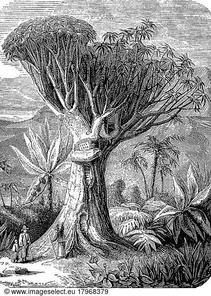 Drachenbaum (Dracaena draco)  auf Teneriffa  Spanien  im Jahre 1880  Historisch  digital restaurierte Reproduktion einer Originalvorlage aus dem 19. Jahrhundert  Europa