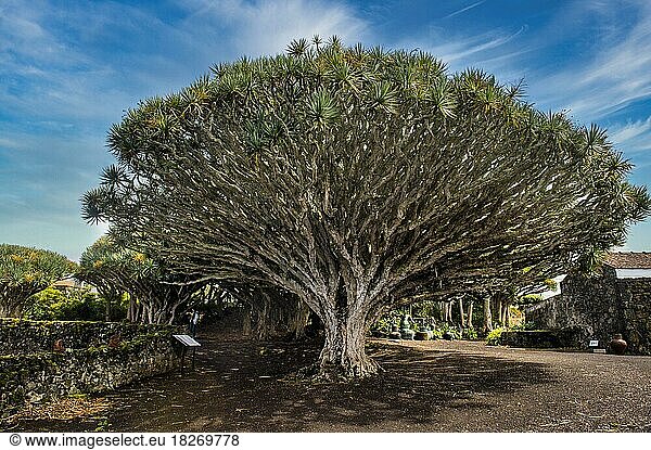 Drachenbaum (Dracaena draco)  Weinmuseum von Pico  Insel Pico  Azoren  Portugal  Europa