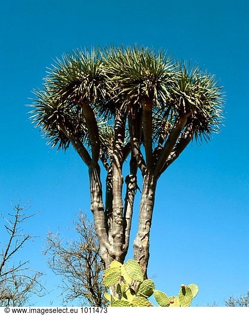 Drachenbaum (Dracaena Drago). La Palma. Kanarischen Inseln. Spanien.