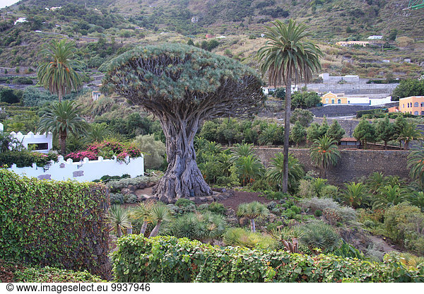 Drachenbaum dracaena Europa Baum Kanaren Kanarische Inseln Verlust Spanien Teneriffa