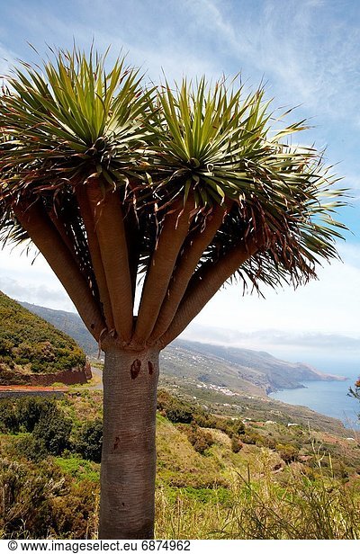 Drachenbaum  dracaena  Kanaren  Kanarische Inseln  La Palma  Spanien