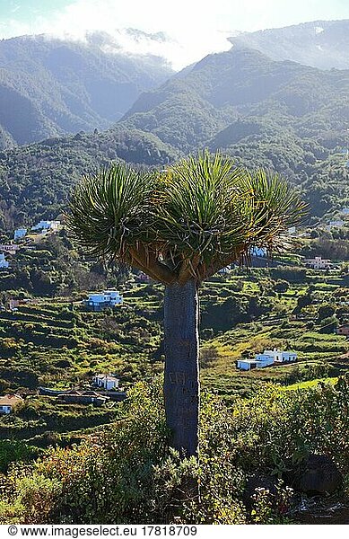 Drachenbaum  Drago  Blick in die Landschaft am Mirador San Bartolome zwischen den Orten Puntallana und Los Sauces  La Palma  Kanarische Insel  Spanien  Europa