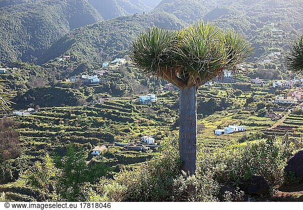Drachenbaum  Drago  Blick in die Landschaft am Mirador San Bartolome zwischen den Orten Puntallana und Los Sauces  La Palma  Kanarische Insel  Spanien  Europa