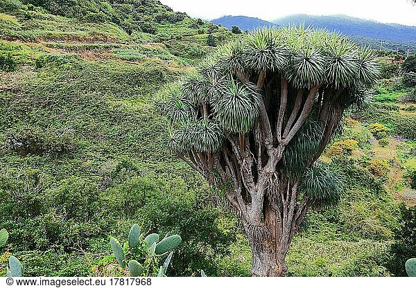 Drachenbaum  Dragos im Ort La Tosca  La Palma  Kanarische Insel  Spanien  Europa