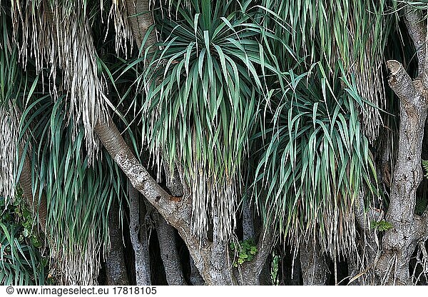 Drachenbaum  Dragos  La Palma  Kanarische Insel  Spanien  Europa