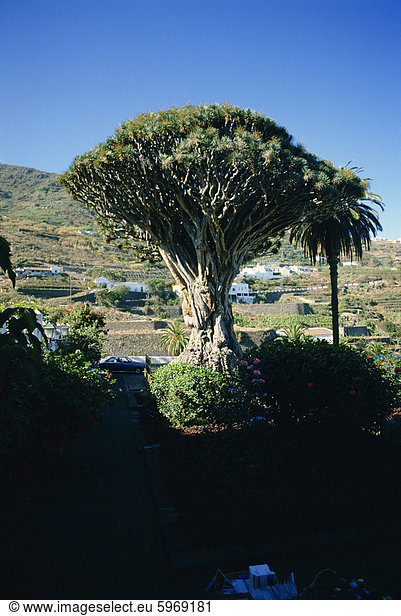 Drachenbaum  Icod  Teneriffa  Kanarische Inseln  Spanien  Atlantik  Europa
