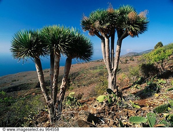 Drachenbaum in ´Las Tricias´. Insel La Palma. Kanarische Inseln  Spanien La Palma