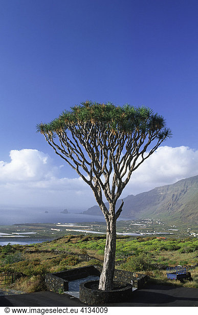Drachenbaum in Tigaday  El Hierro  Kanarische Inseln  Spanien