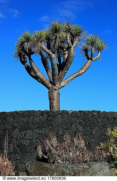 Drachenbaum  La Palma  Kanarische Insel  Spanien  Europa