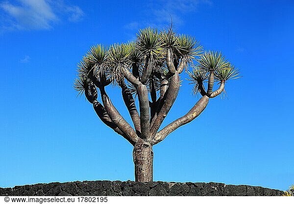 Drachenbaum  La Palma  Kanarische Insel  Spanien  Europa