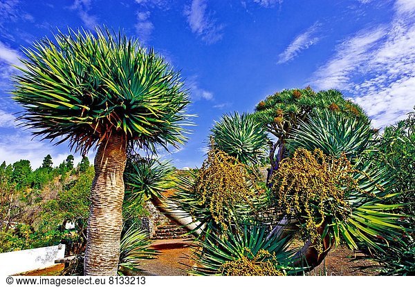 Drachenbaum  La Palma  Kanarische Inseln  Spanien