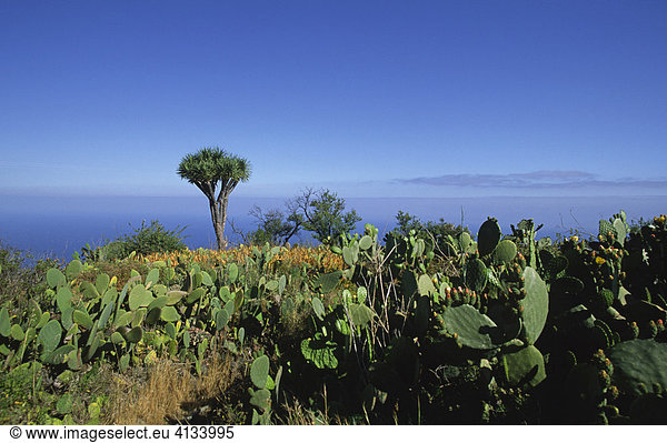 Drachenbaum nahe Las Tricias  La Palma  Kanarische Inseln  Spanien