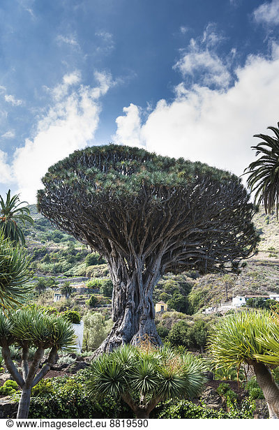 Drachenbaum  Teneriffa  Kanarische Inseln  Spanien