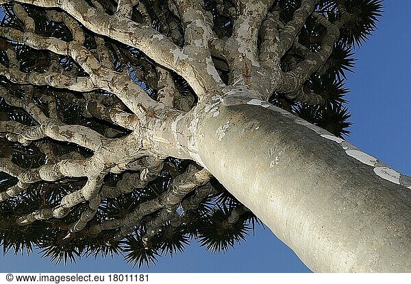 Drachenblutbaum (Dracaena cinnabari) schaut vom Stamm zu den Zweigen auf  Sokotra  Jemen  Asien
