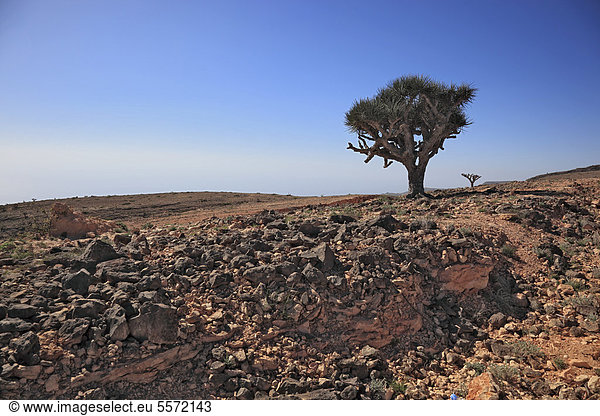 Drachenblutbaum (Dracaena sp.)  Landschaft des südlichen Dhofar  Jabal al-Qamar  Oman  Arabische Halbinsel  Naher Osten