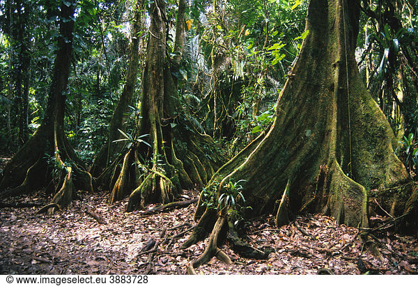Drachenblutbaum (Pterocarpus officinalis)  Brettwurzeln  Costa Rica