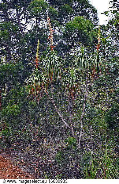 Dracophyllum (Dracophyllum sp) endemic  Prony  New Caledonia
