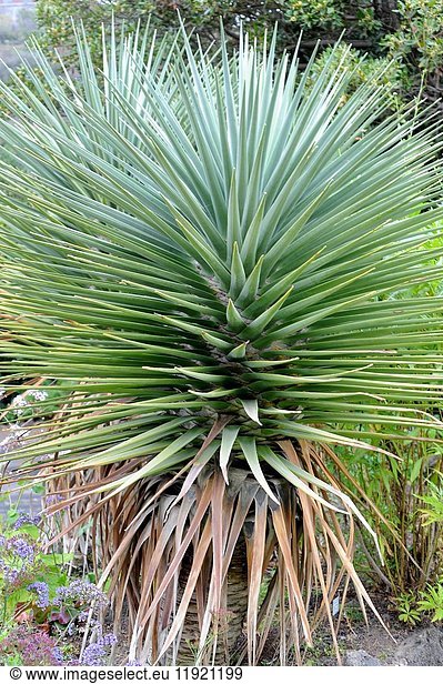 Drago de Gran Canaria (Dracaena tamaranae) is a tree-like plant native of Macaronesia Region. Gran Canaria Island  Canary Islands  Spain.